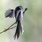Stephen Nobbs - Long Tailed Tit